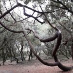 Les bois côté Port Médoc